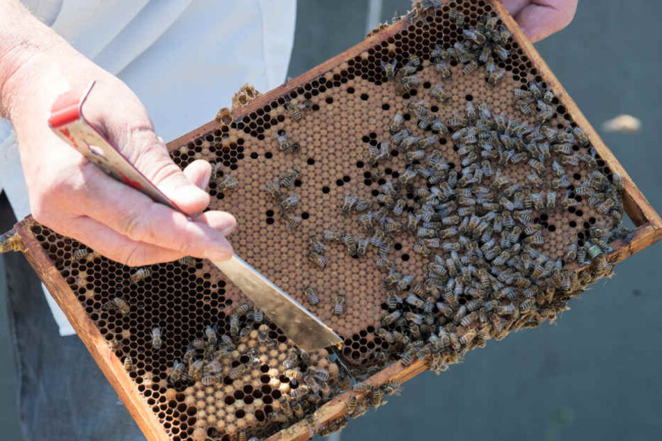 Ein Imker zeigt das Innere eines Bienenstocks. (Symbolbild.)