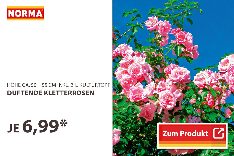 Duftende Kletterrosen