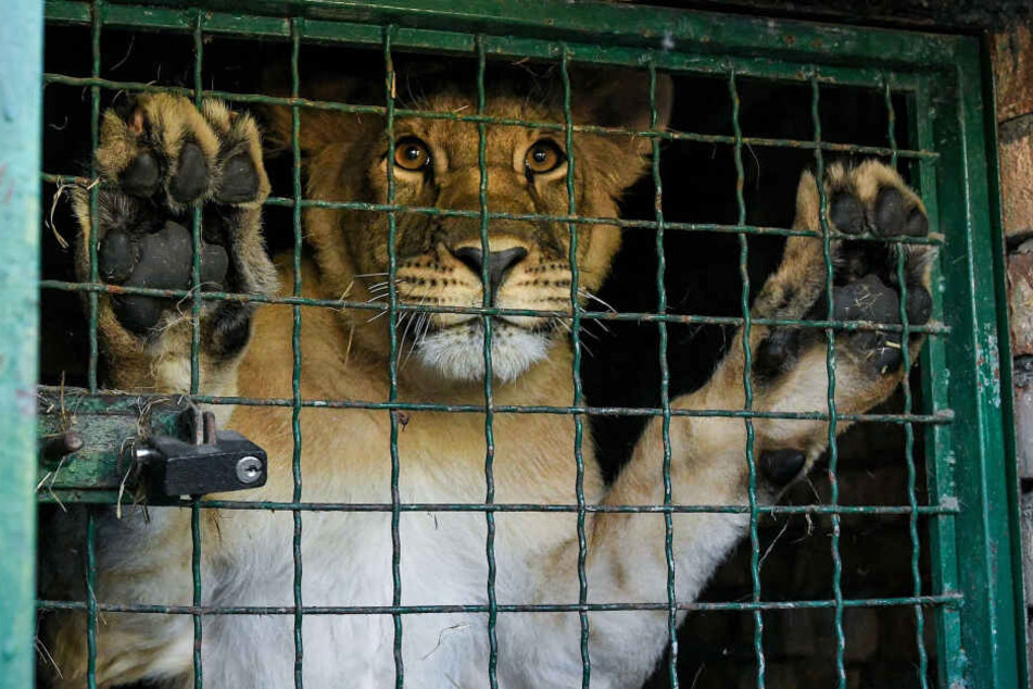 Löwe im Transporkäfig. (Symbolbild)