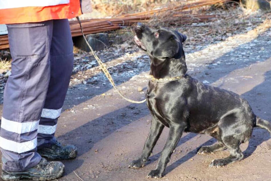 Bei der Suche nach einer Person kamen in Obernzell unter anderem auch Suchhunde zum Einsatz.