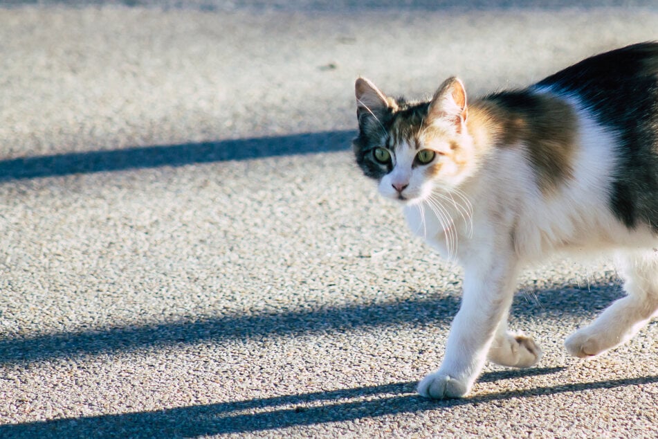 Katze sorgt für Unfall und Vollsperrung auf A661