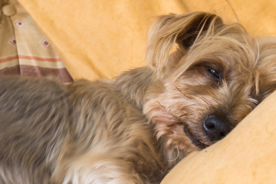 Der Hund der 78-Jährigen war einer der Yorkshire Terrier. (Symbolbild)