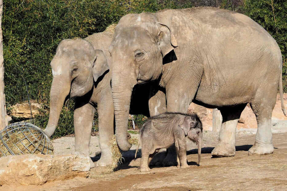 Das kleine Elefantenkalb soll von seinen Tanzen Don Chung und Rani aufgezogen werden.