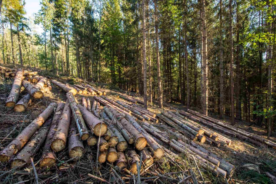Der Borkenkäfer setzt dem hiesigen Wald extrem zu. Tausende Bäume fielen ihm zum Opfer. Mit Unterstützung der Bürger will die Stadt Augustusburg 10 000 neue Eichen pflanzen.