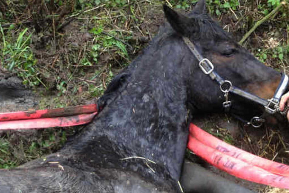 Das Pferd blieb tot an der Unfallstelle liegen. (Symbolbild)