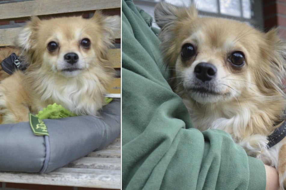 Die kleine Chihuahua-Dame Schakira kam im September zum Tierschutzverein Hannover.