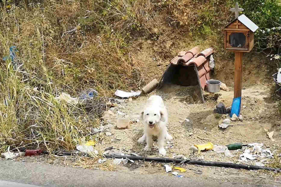 Ein kleiner Schrein wurde für den Hund und sein verstorbenes Herrchen errichtet.