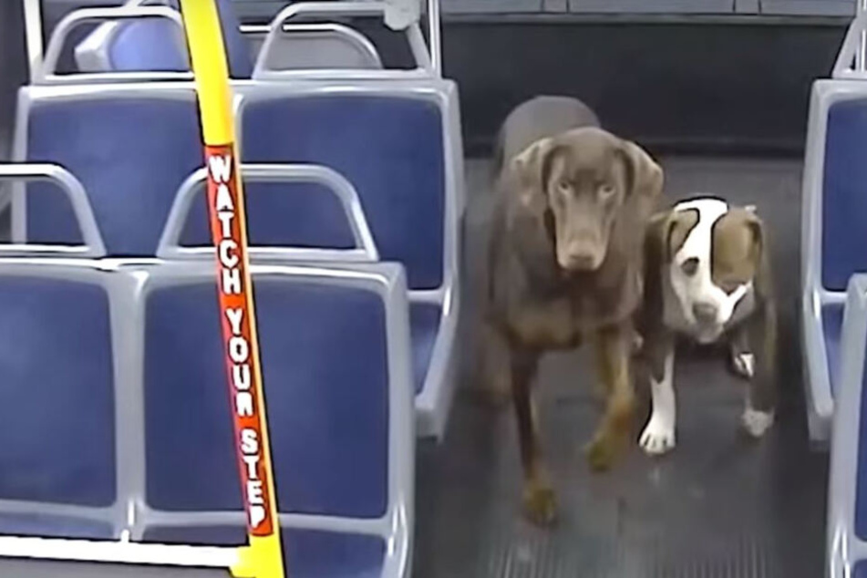 Brav ließen sich die Hunde fahren.