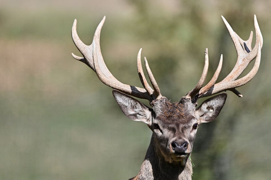 Der ausgebüxte Hirsch hatte eine Seniorin angegriffen. (Symbolfoto)