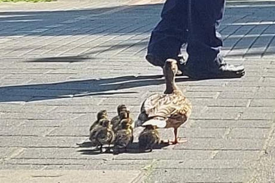 Eine Entenfamilie hat sich am Samstag in Bremerhaven verirrt. Die Tiere wurden von der Bundespolizei in Sicherheit gebracht.