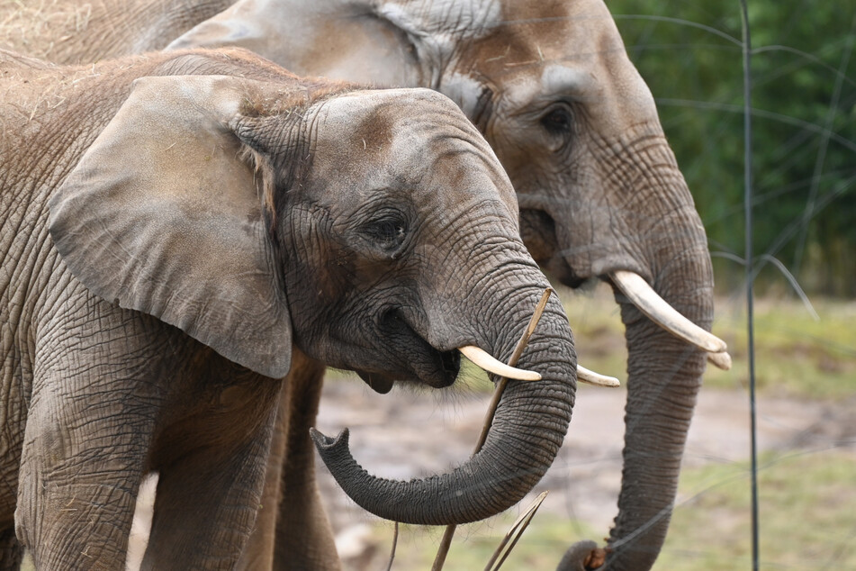 Beim Africambo-Abend im Zoo gibt es ein leckeres Büffet und alles rund ums Thema Elefanten. (Symbolbild)