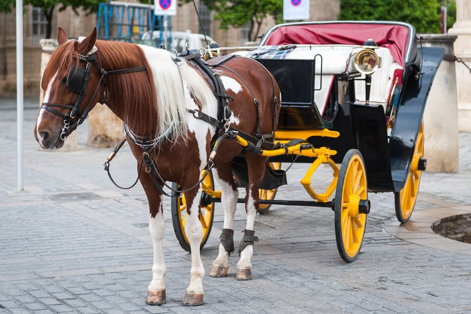 Warum das Pferd plötzlich durchdrehte, ist noch nicht klar. (Symbolbild)
