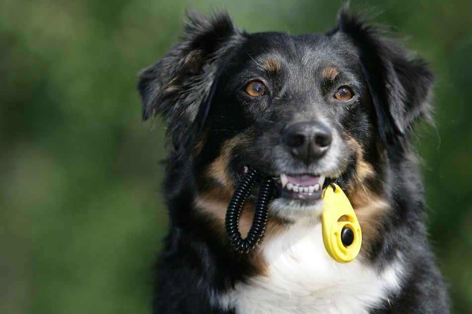 Nutze immer denselben Clicker für Deinen Hund.