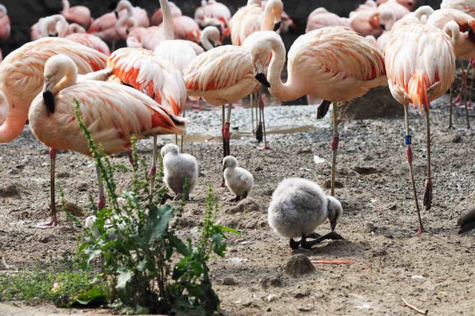 Neun niedliche Chileflamingo-Küken sind in den letzten Wochen geschlüpft.