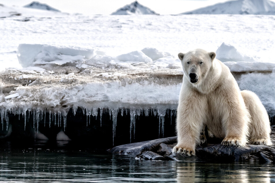 Polar bears face twin threat of "forever chemicals" plus thinning ice