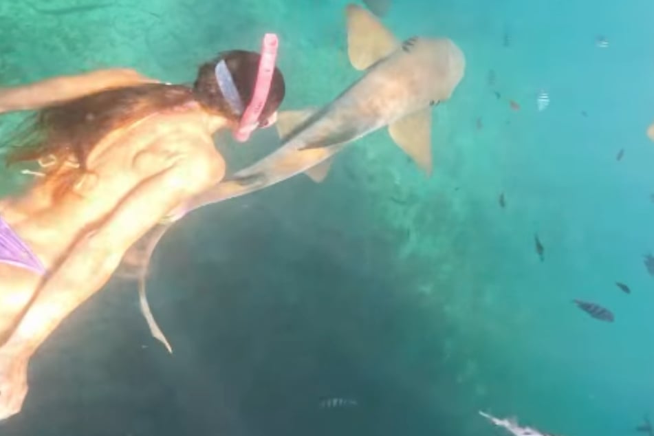 Schnorchlerin schwimmt zwischen Haien, dann schnappt einer zu
