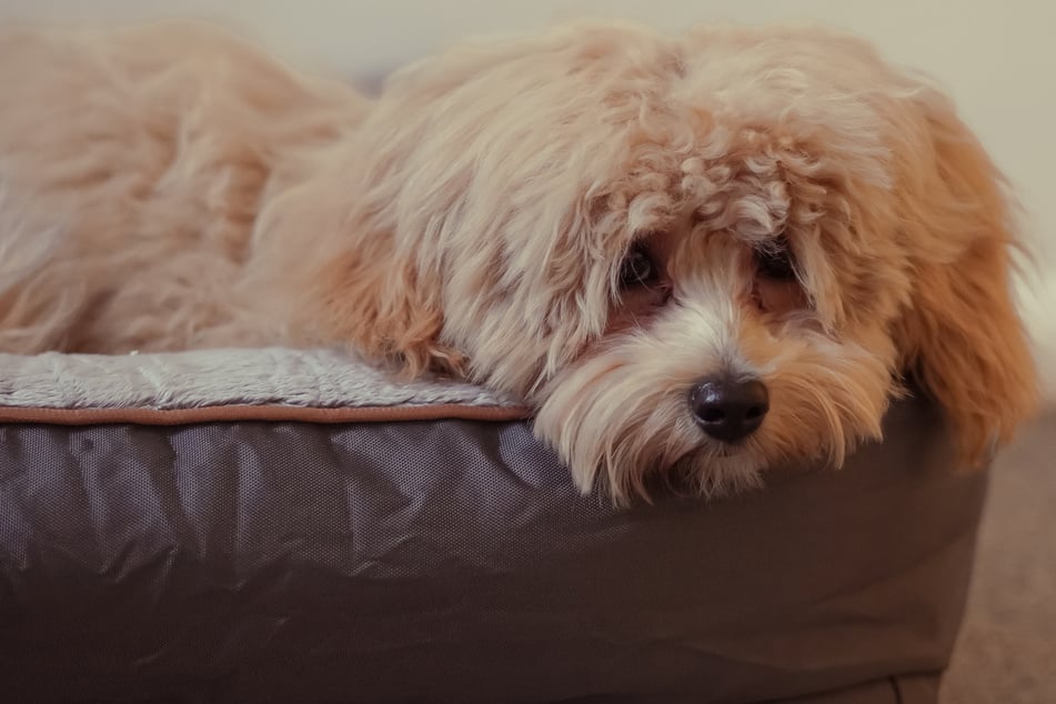 Welpen-Betrug! Frau überweist 370 Euro für Hund, den es gar nicht gibt