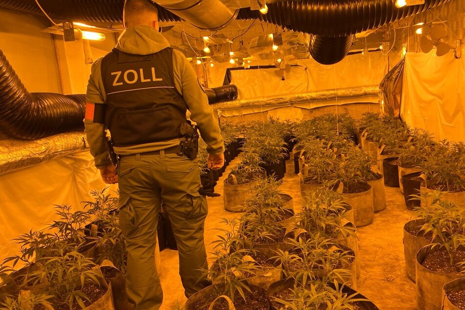 Die Fahnder entdeckten in mehreren Räumen insgesamt 270 Cannabispflanzen, rund 400 Töpfe waren schon abgeerntet.