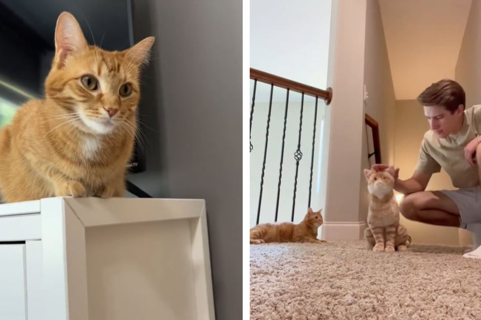 Kurt the cat is an internet star after showing off his jealous rage on TikTok.