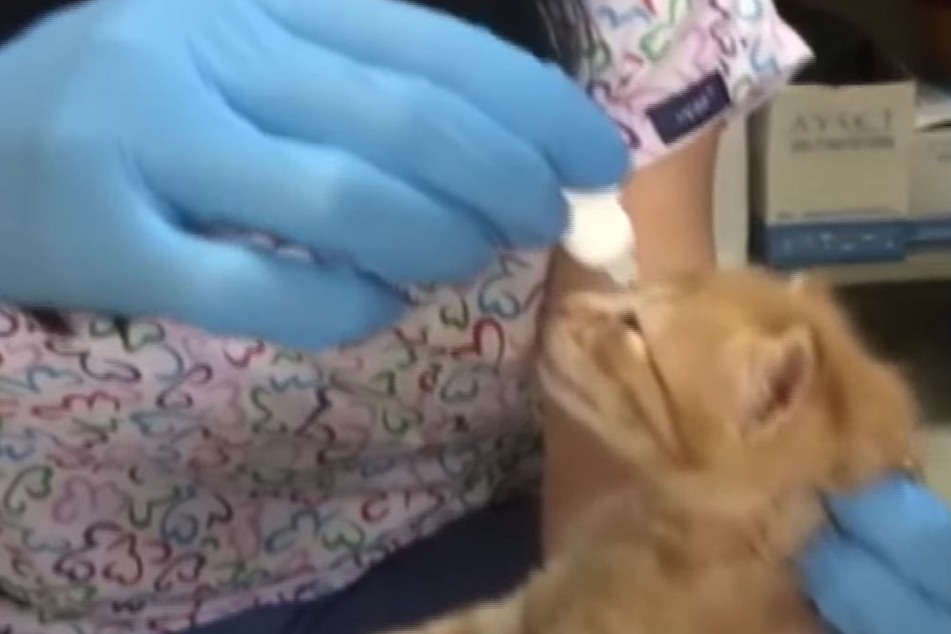 In the end, the little kittens got the treatment they needed.