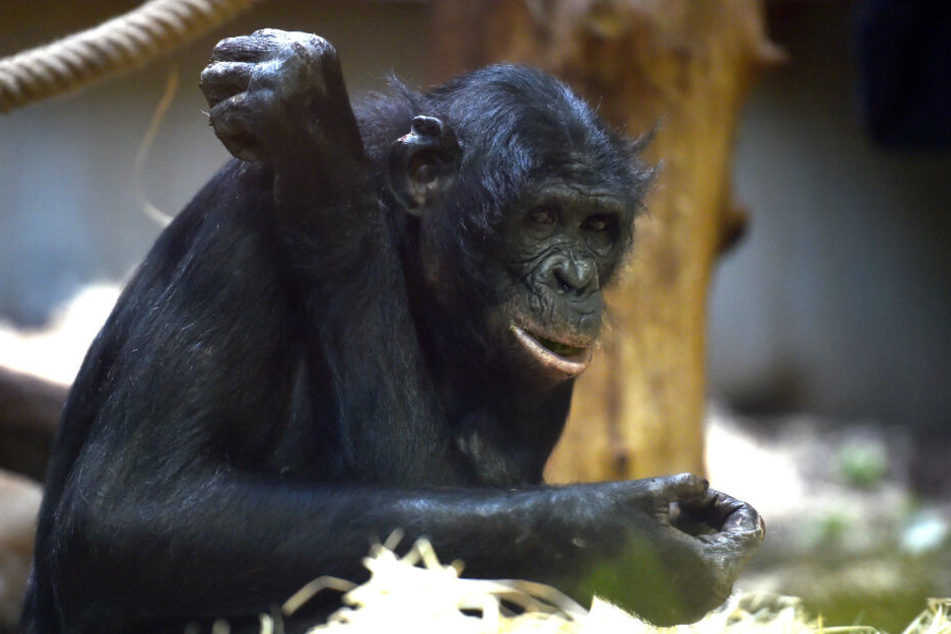 Bili, einer der Bonobos im Wuppertaler Zoo.