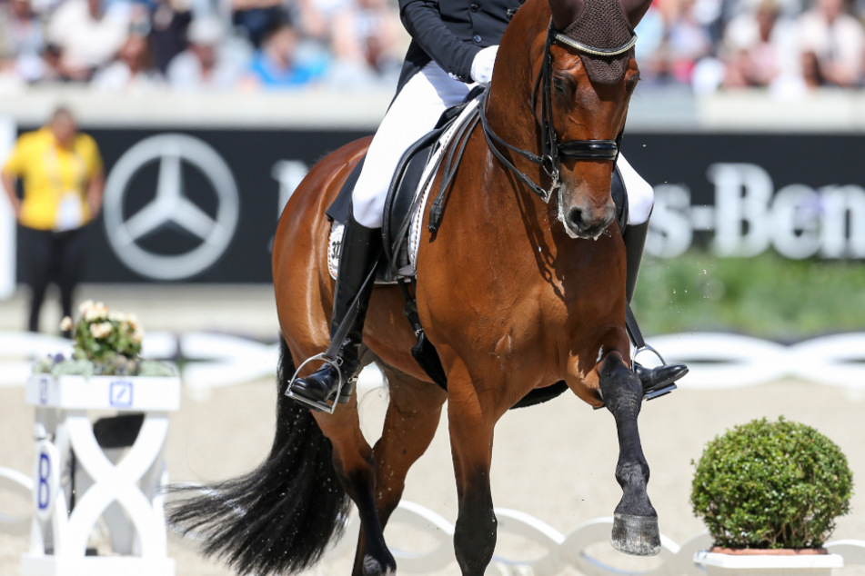 Es geht um Millionen: Wurde Weltklasse-Dressurpferd Cosmo beinahe umgebracht?