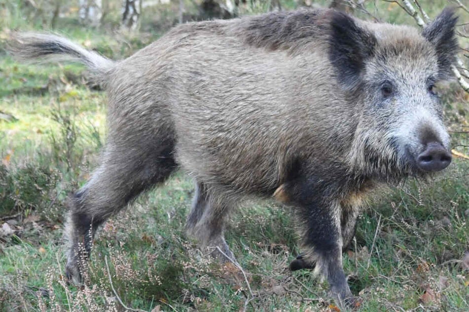 Die Zahl der Wildschweine ist im Freistaat Bayern in den letzten Jahren gestiegen.