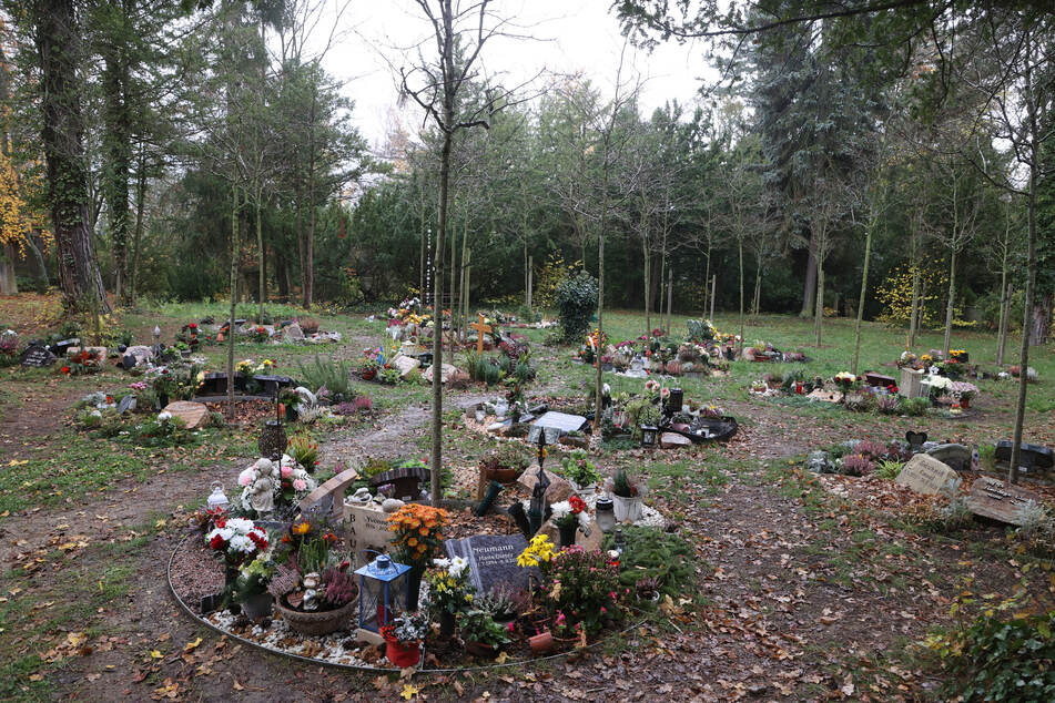 Neuer Bestattungstrend in Thüringen: Baumgräber auf Friedhöfen immer beliebter