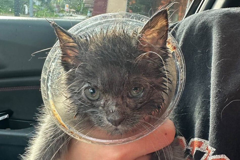 Ein Katzenbaby steckte unter dem Becher.