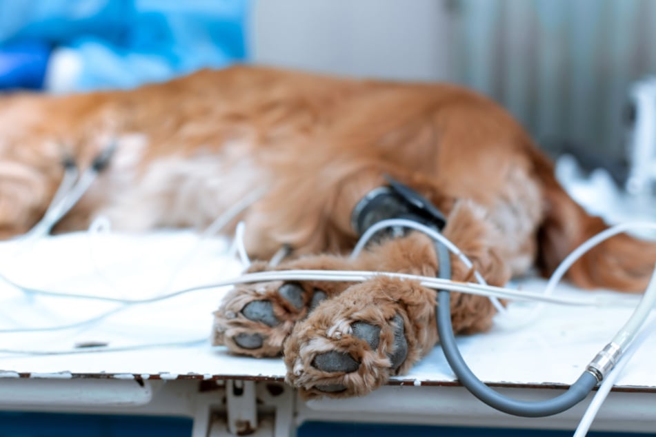 Tiere verstümmeln sich selbst: Tödliches Virus bedroht Hunde und Katzen