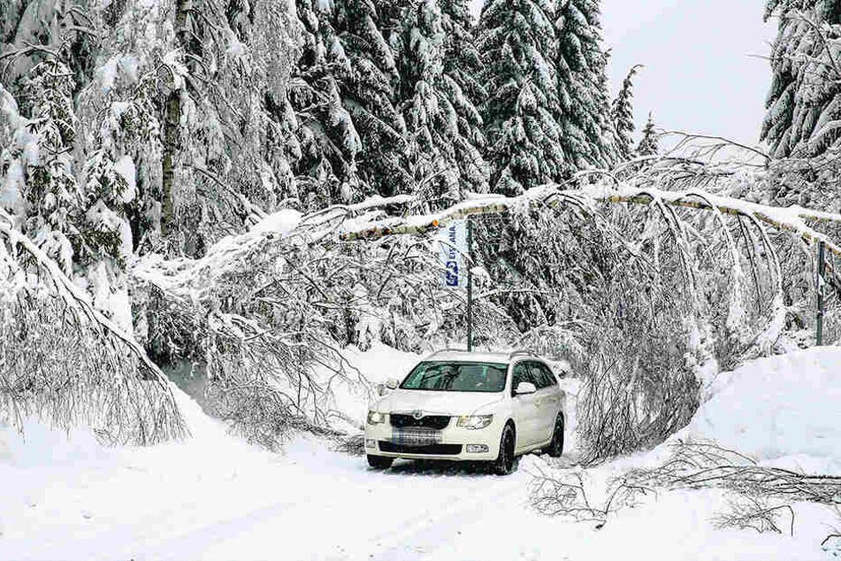 So wie hier nahe der Bobbahn, sind die Wälder rund um Altenberg mit viel Schnee bedeckt. Deswegen besteht akute Schneebruch-Gefahr.