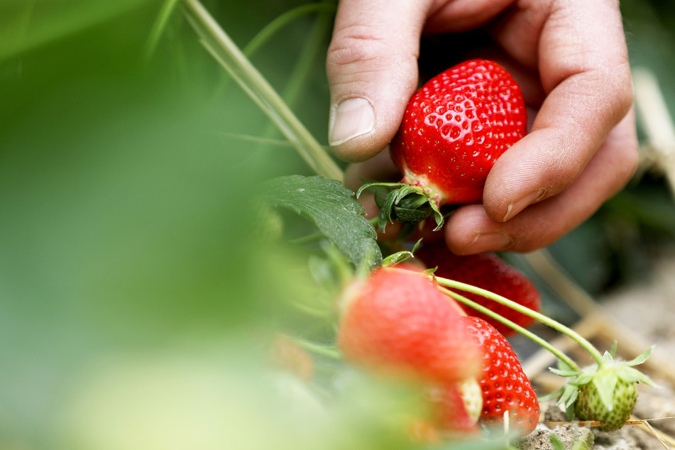 Inzwischen ist die Haupt-Erntezeit bei Erdbeeren fast vorbei. Die Erntemenge ist aufgrund des Regenwetters niedriger als in den Vorjahren.