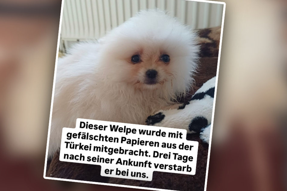 Das Tierheim setzte alles daran, das Leben des Hundes zu retten. Doch leider hat der Kleine es nicht geschafft.