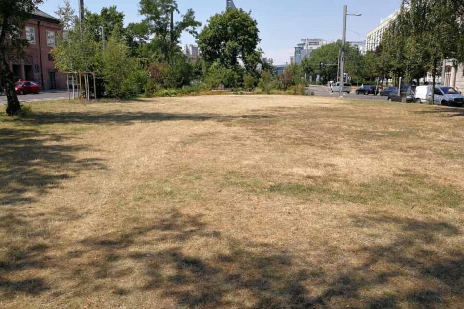 Ganze Rasenflächen in Leipzig (hier am Rabensteinplatz) sind komplett vertrocknet. Nun sollen 3000 Jungbäume mithilfe der Wasserwerke gerettet werden.