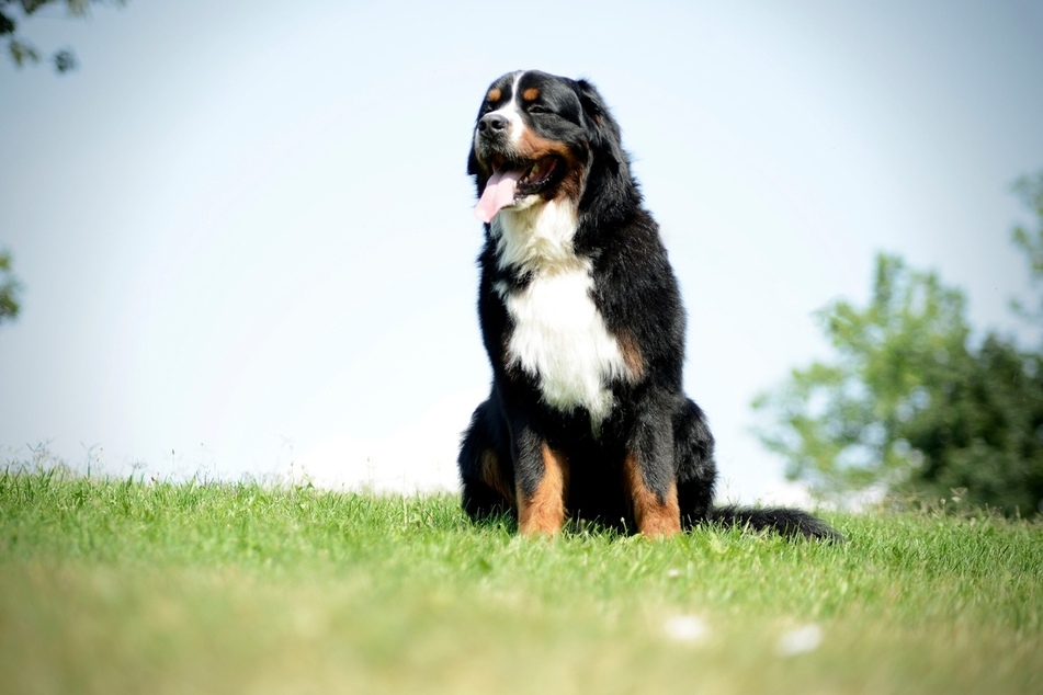 If there's any dog breed that deserves the title "gentle giant" it's the Bernese mountain dog.