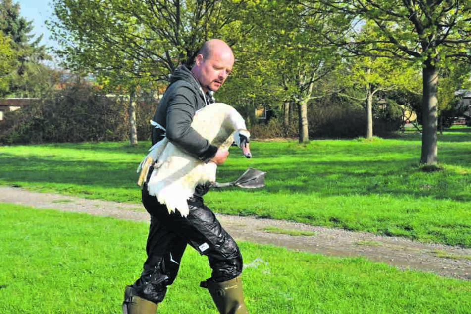 Das will gekonnt sein: Tierretter Stefan Bröckling (40) hat es geschafft, den verletzten Schwan einzufangen.