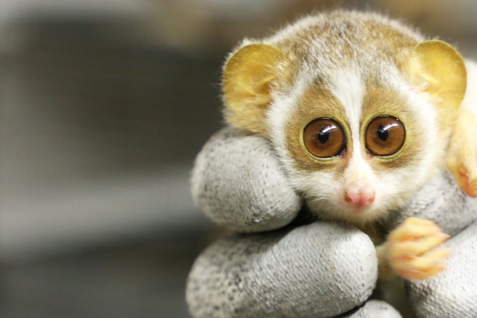Kulleraugen-Baby aus Berliner Zoo war zum ersten Mal beim Arzt