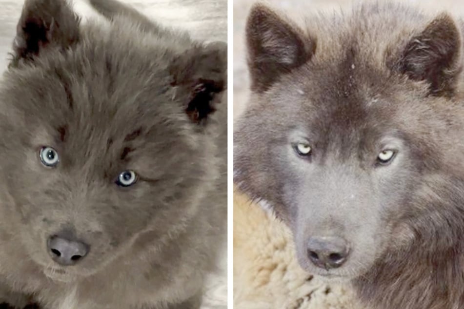 Welpe "River" mit seinem Vater "Azure". Der Wolf vererbte seinem Sohn die grünen Augen, die er mittlerweile ebenfalls trägt.