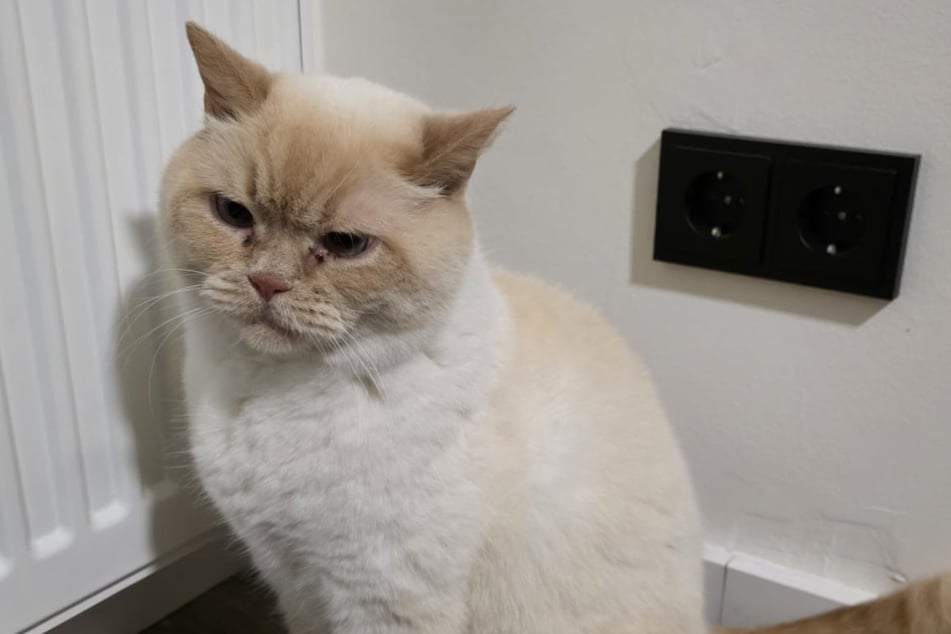 Direkt in die Steckdose: Katzen-Pipi löst Feuerwehreinsatz aus