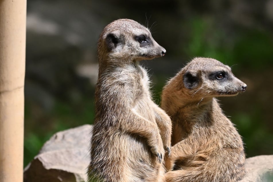 Chemnitz: Chef-Frage im Chemnitzer Tierpark bleibt weiterhin ungeklärt, dafür gibt's jetzt einen Kurator