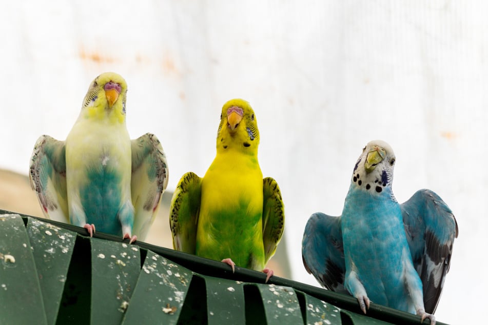 Wellensittiche der Blaureihe und der Grünreihe.