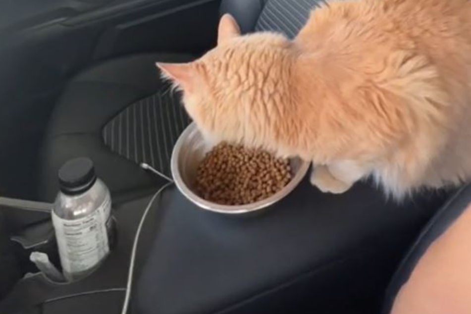 Koda is seen eating lunch in the front seat of his owner's car.