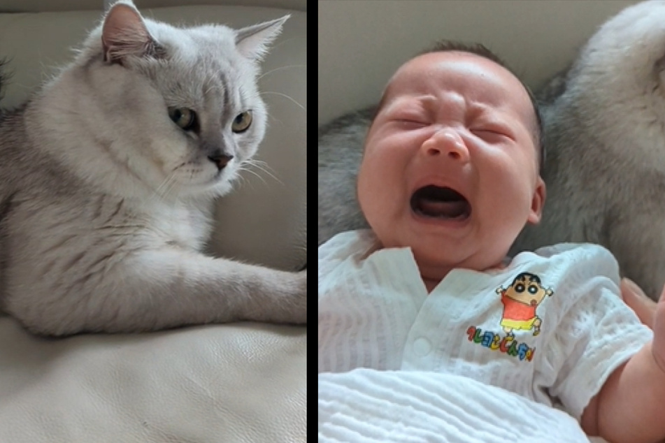 Vater kann Baby nicht beruhigen: Als er den Säugling auf seine Katze legt, passiert etwas Überraschendes