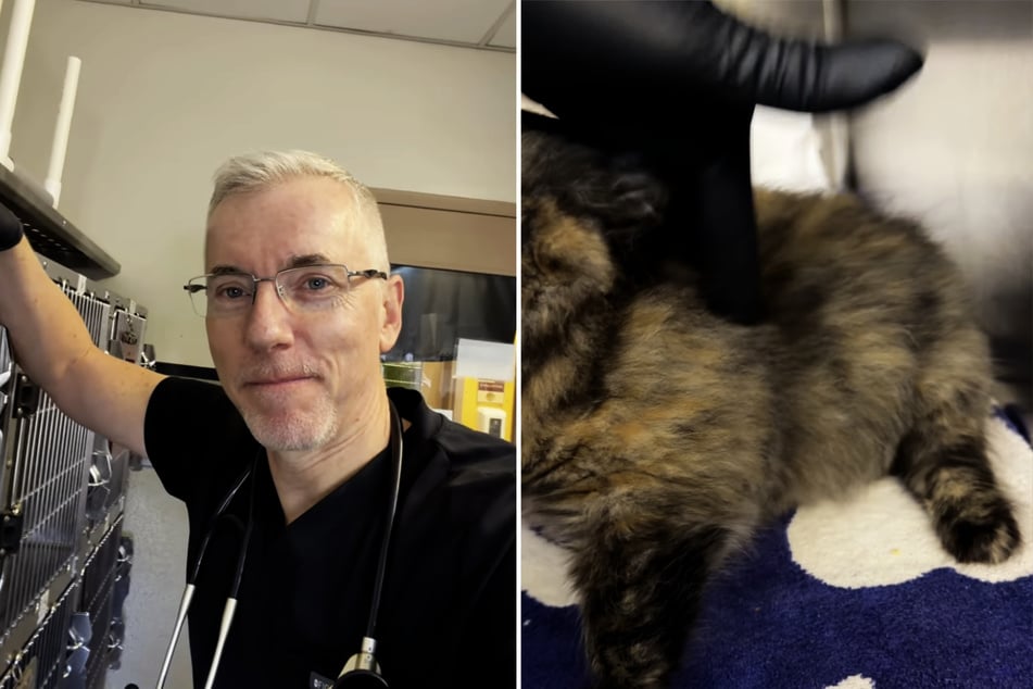 Během rutinní kontroly veterinář svým sledujícím ukázal, jak je tělo koček nabobtnalé.