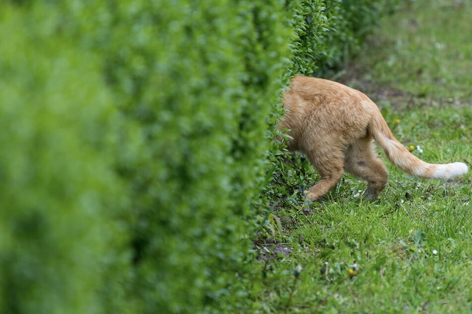 Streunende Katzen sind meist scheu und meiden Menschen.