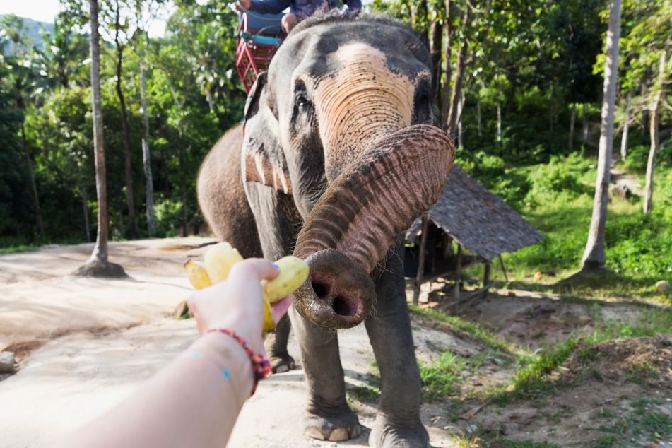 Elephants may appear friendly and trusting, but their mood can clearly change very quickly (stock image).