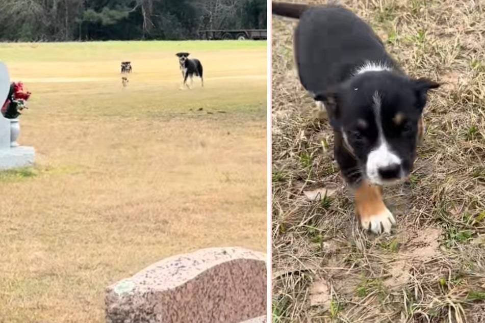 Auf einem Friedhof in Cleveland war ein Wurf Welpen ausgesetzt worden.
