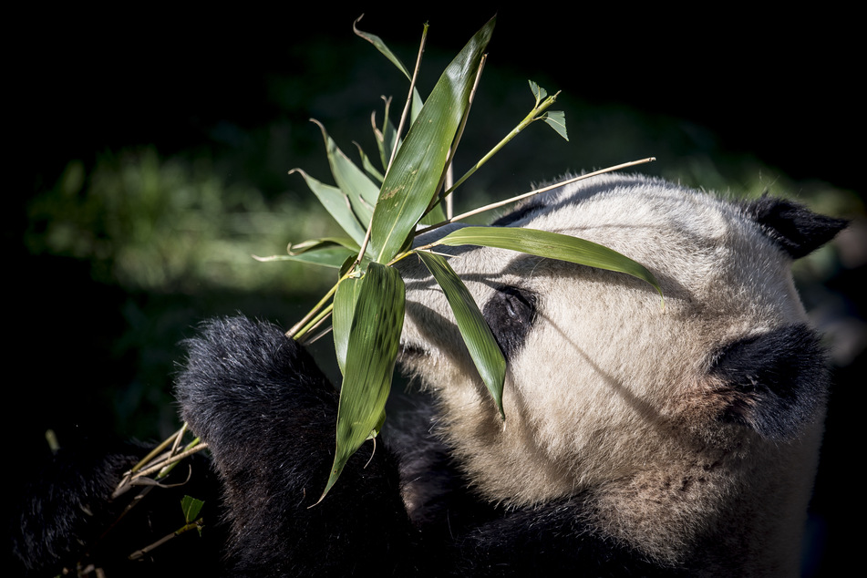 Der Panda Xing Er spielt in seinem neuen Gehege mit einer Pflanze. (Archivbild)