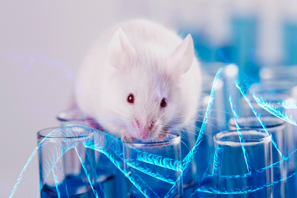 Noch immer sterben viele Mäuse für die Forschung.