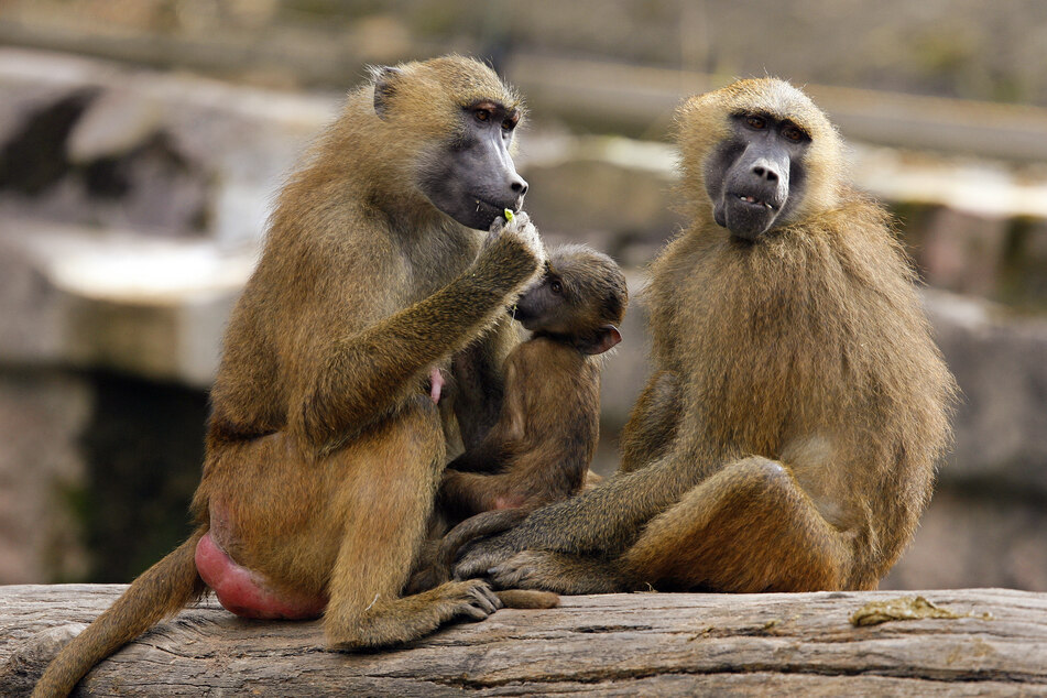 Zu viele Affen? Zoo will Paviane töten